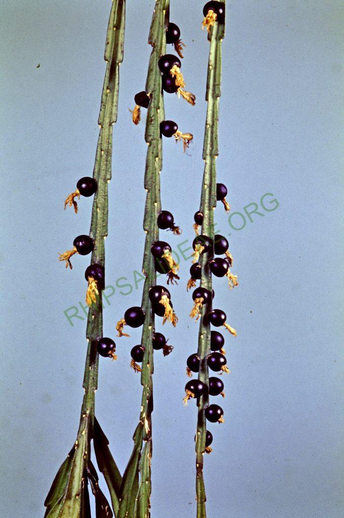 Lepismium warmingianum, © W. Barthlott, Lotus-Salvinia.de