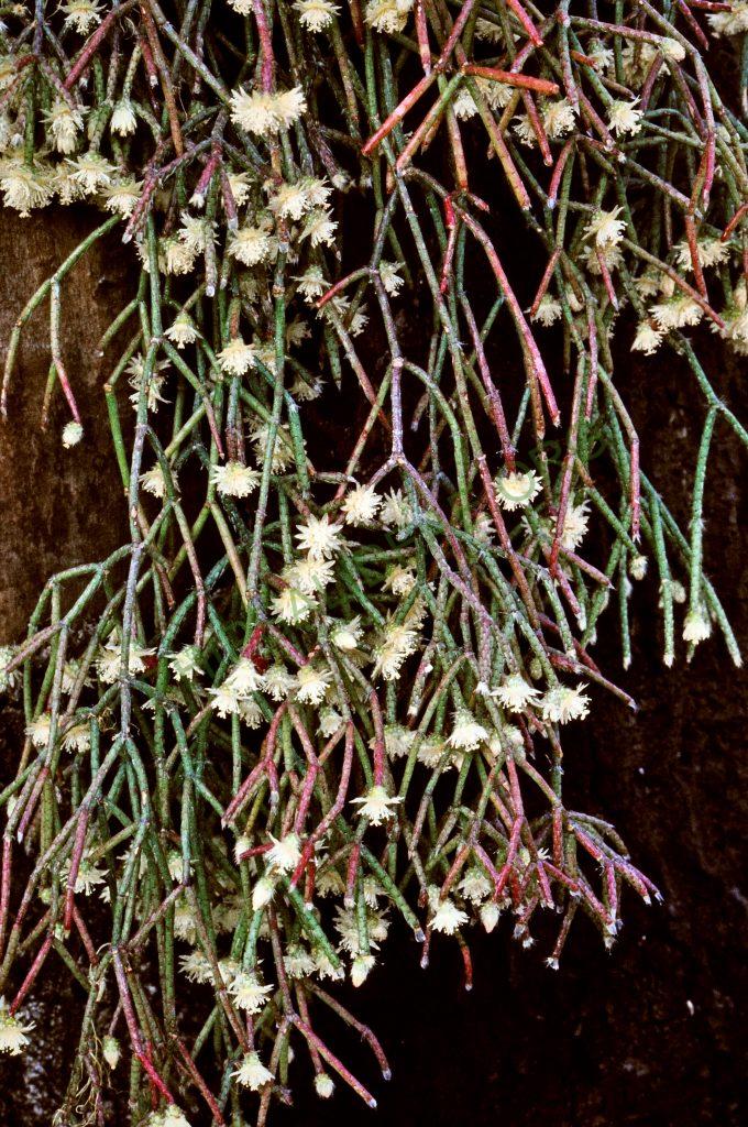 Rhipsalis pilocarpa, © W. Barthlott, Lotus-Salvinia.de