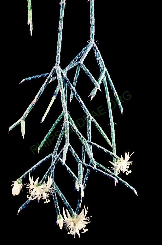 Rhipsalis pilocarpa, © W. Barthlott, Lotus-Salvinia.de