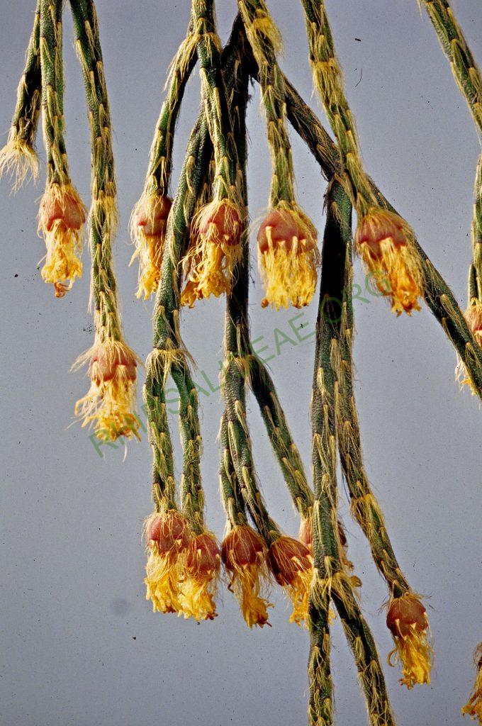 Rhipsalis pilocarpa, © W. Barthlott, Lotus-Salvinia.de