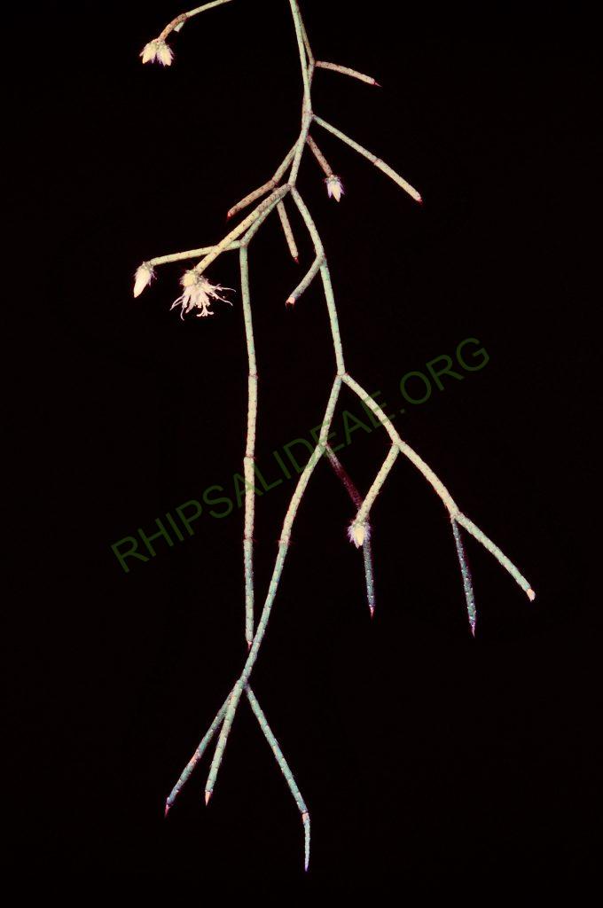 Rhipsalis pilocarpa, © W. Barthlott, Lotus-Salvinia.de