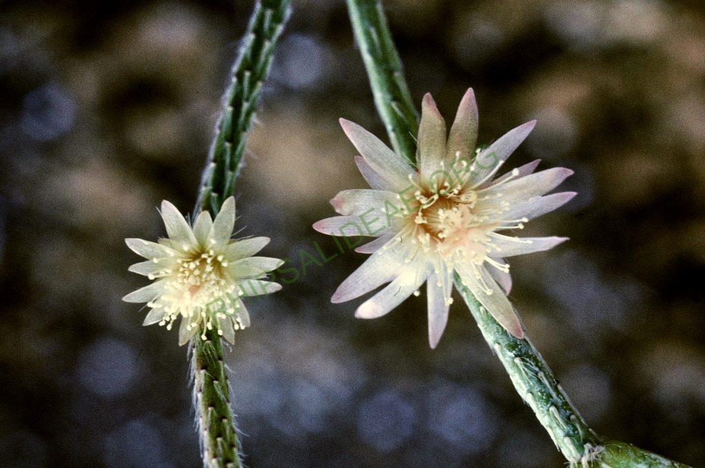 Rhipsalis pilocarpa, © W. Barthlott, Lotus-Salvinia.de