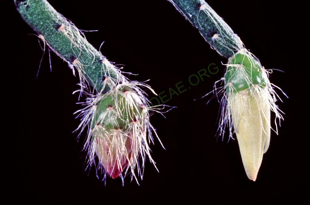 Rhipsalis pilocarpa, © W. Barthlott, Lotus-Salvinia.de