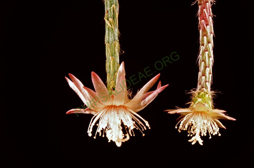 Rhipsalis pilocarpa, © W. Barthlott, Lotus-Salvinia.de