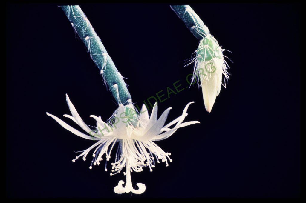Rhipsalis pilocarpa, © W. Barthlott, Lotus-Salvinia.de