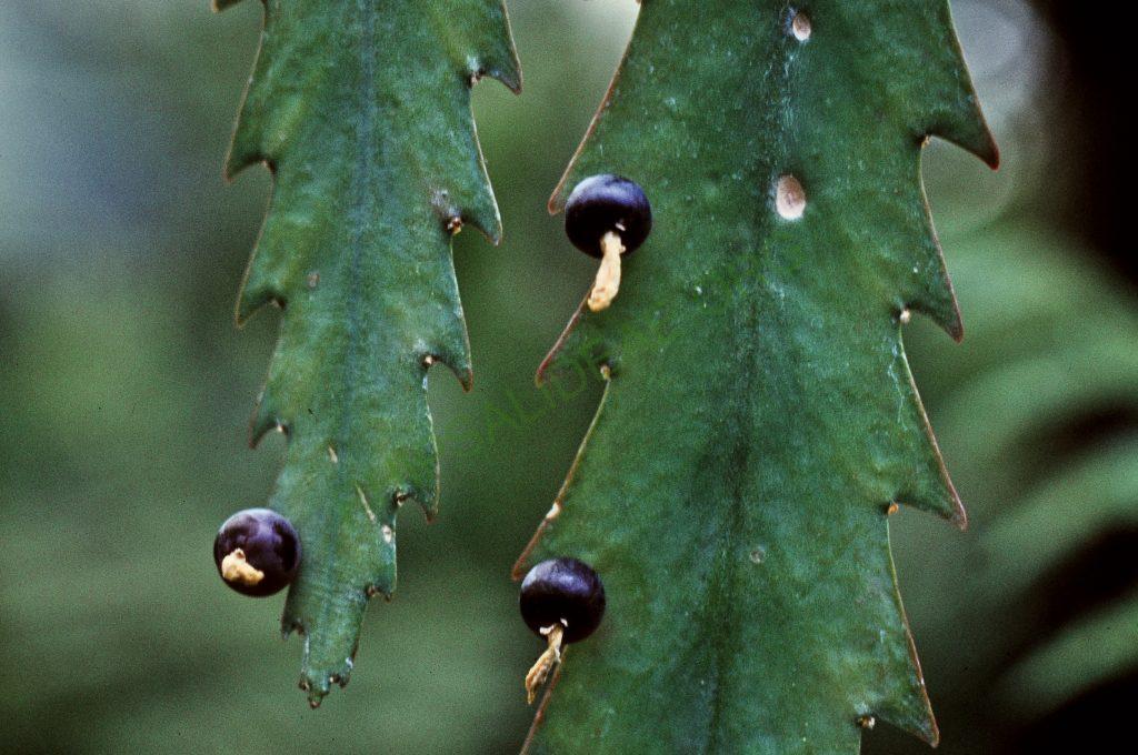 Lepismium houlletianum f. houlletianum, © W. Barthlott, Lotus-Salvinia.de