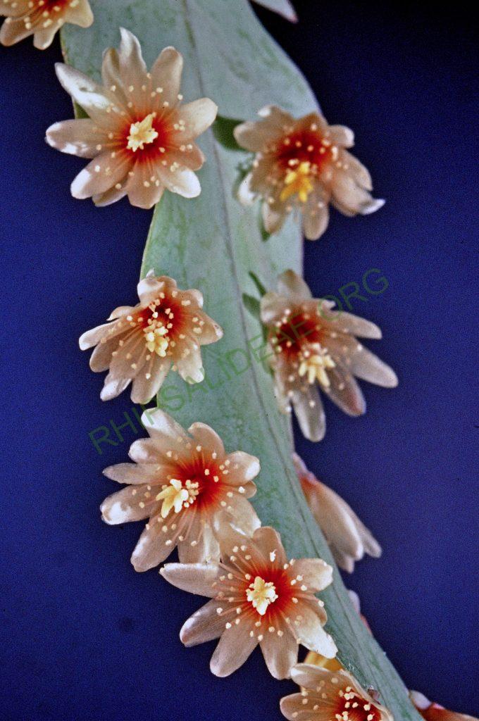 Lepismium houlletianum f. houlletianum, © W. Barthlott, Lotus-Salvinia.de