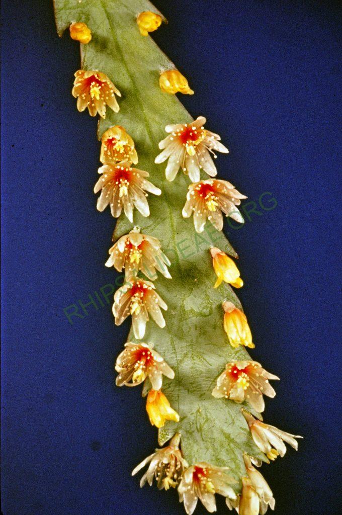 Lepismium houlletianum f. houlletianum, © W. Barthlott, Lotus-Salvinia.de