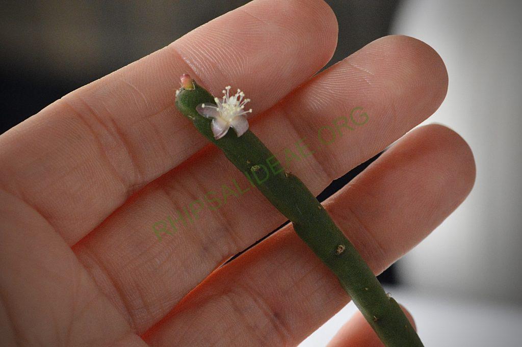 Rhipsalis pacheco-leonis subsp. pacheco-leonis