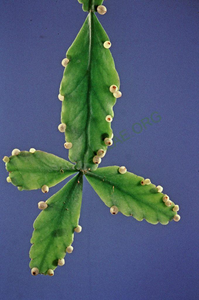 Rhipsalis occidentalis, near Rioja, northern Peru, No. 35392, Rauh & Barthlott ,© W. Barthlott, Lotus-Salvinia.de