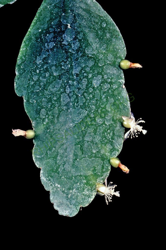 Rhipsalis occidentalis, near Rioja, northern Peru, No. 35392, Rauh & Barthlott ,© W. Barthlott, Lotus-Salvinia.de