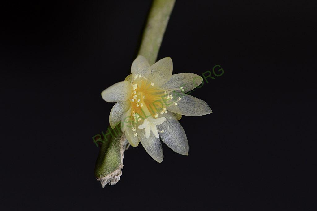 Rhipsalis neves-armondii f. neves-armondii