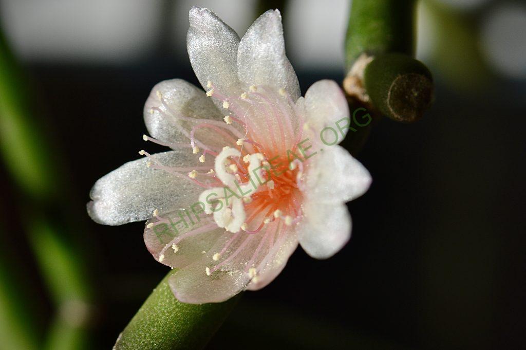 Rhipsalis neves-armondii f. neves-armondii