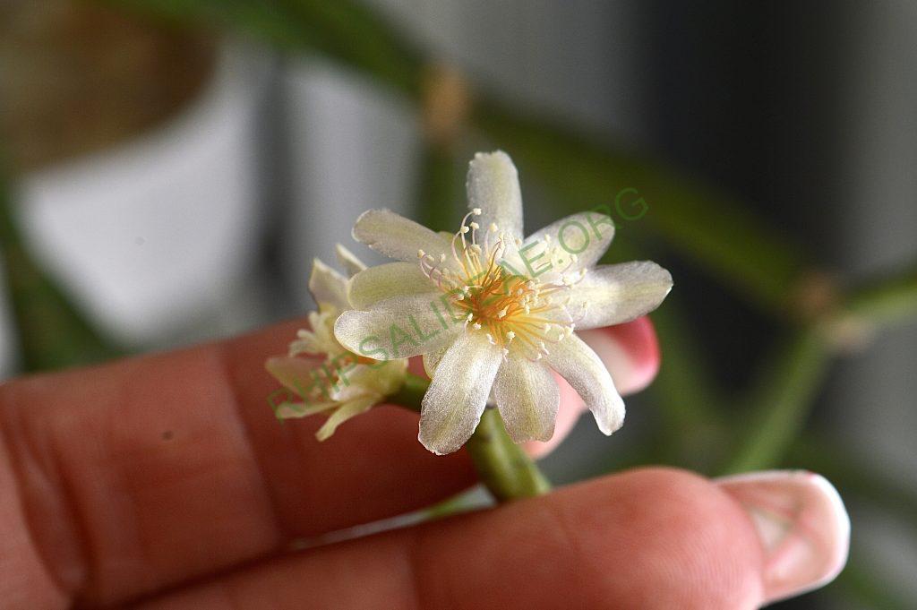 Rhipsalis neves-armondii f. neves-armondii