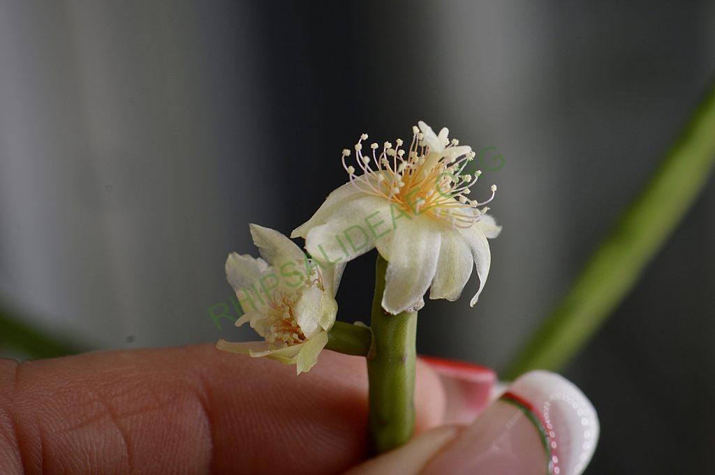 Rhipsalis neves-armondii f. neves-armondii