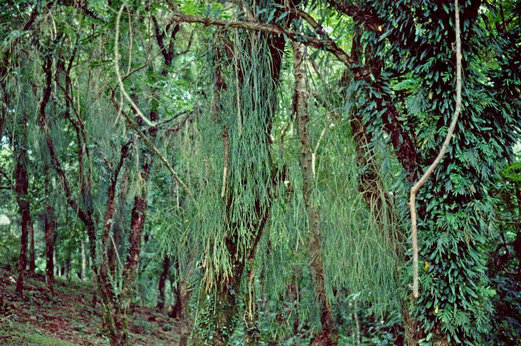Bonn 5734, south of Paraty, Rio de Janeiro, Brazil, reduced synonym R. alboareolata, © W. Barthlott, Lotus-Salvinia.de