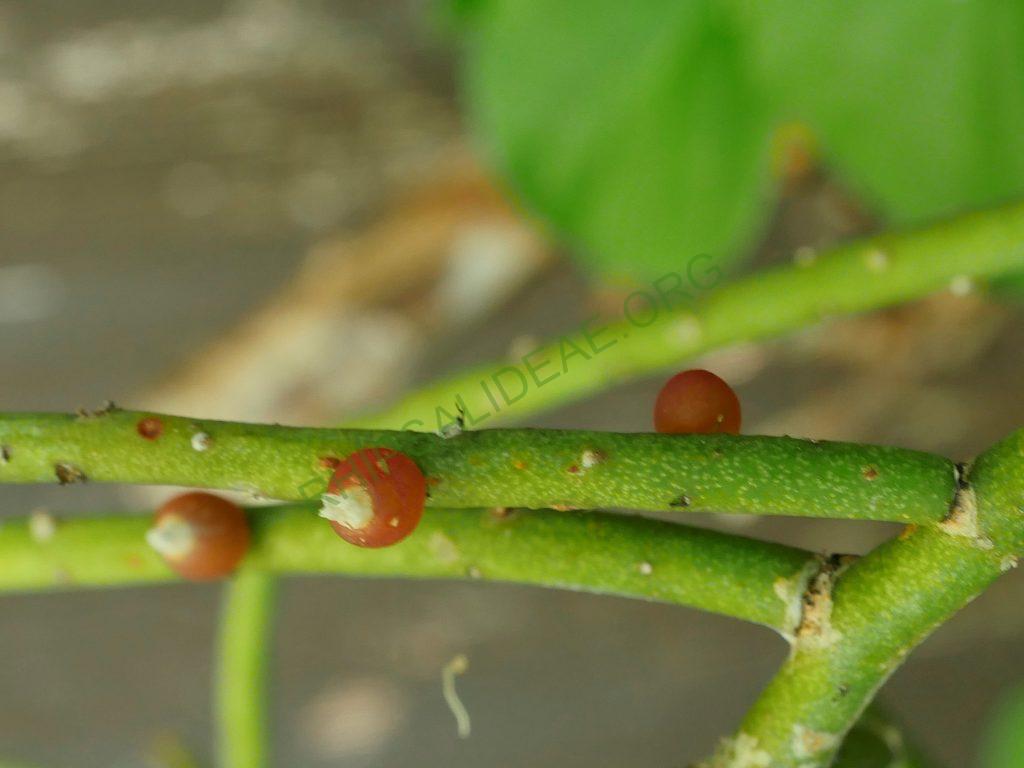 Rhipsalis baccifera subsp. baccifera, reduced synonym R. quellebambensis