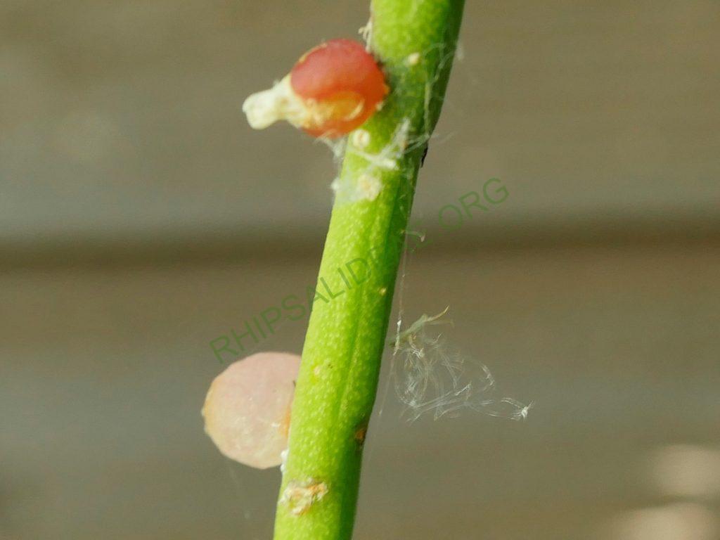 Rhipsalis baccifera subsp. baccifera, reduced synonym R. quellebambensis