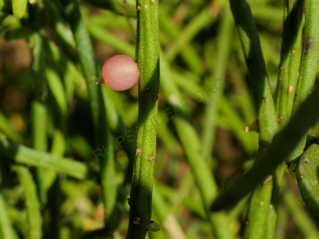 Rhipsalis baccifera subsp. baccifera, reduced synonym R. quellebambensis
