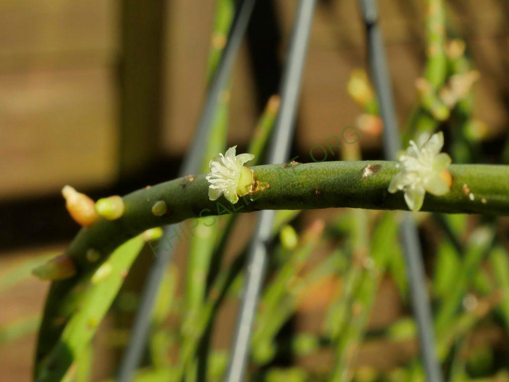 Rhipsalis baccifera subsp. baccifera, reduced synonym R. quellebambensis
