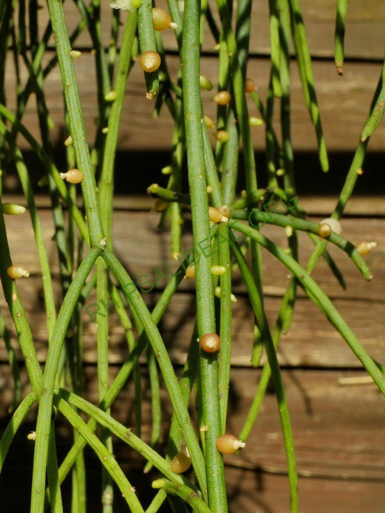 Rhipsalis baccifera subsp. baccifera, reduced synonym R. quellebambensis
