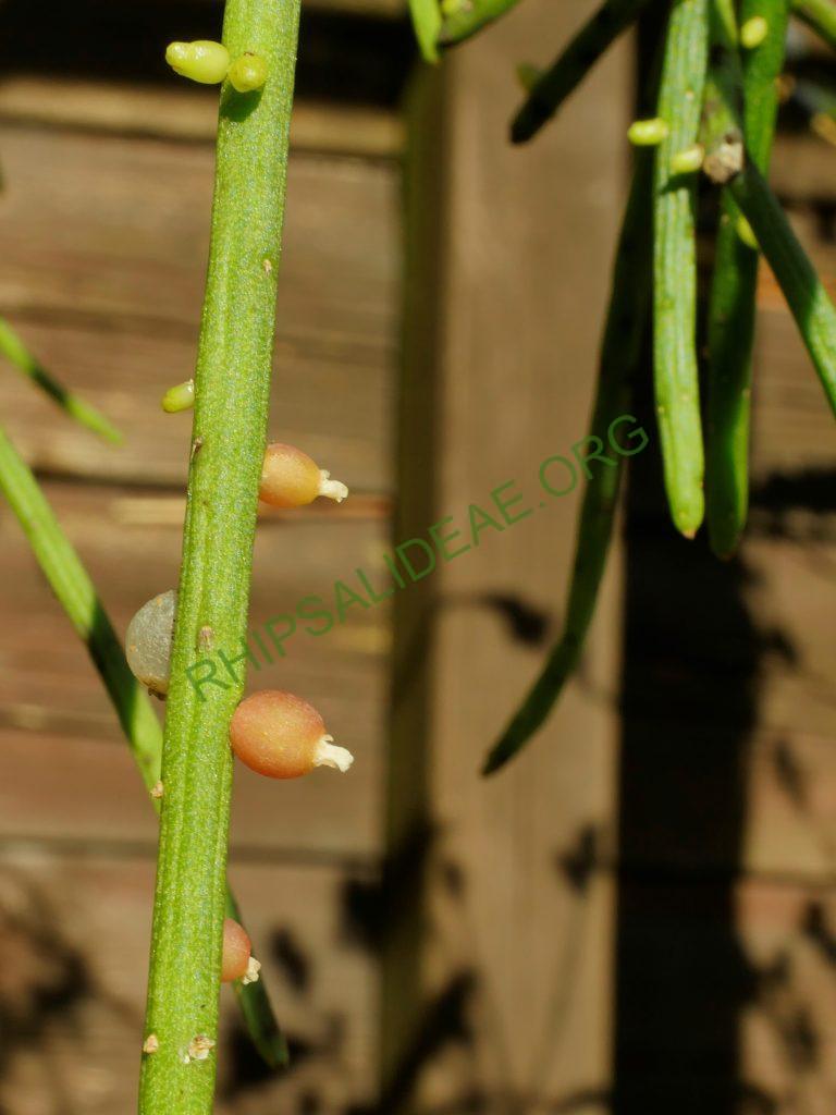 Rhipsalis baccifera subsp. baccifera, reduced synonym R. quellebambensis
