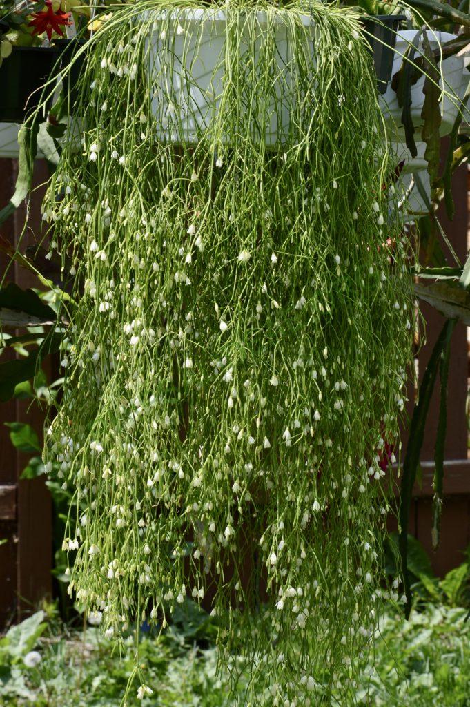 Rhipsalis campos-portoana