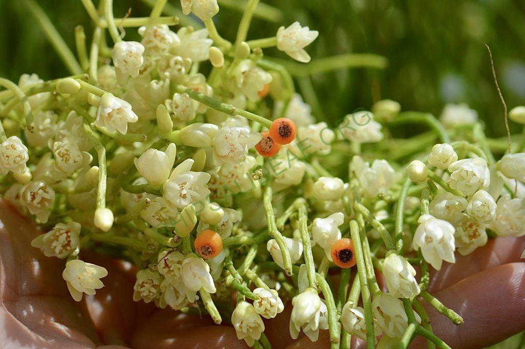 Rhipsalis campos-portoana
