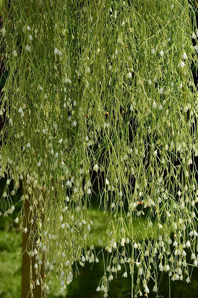 Rhipsalis campos-portoana
