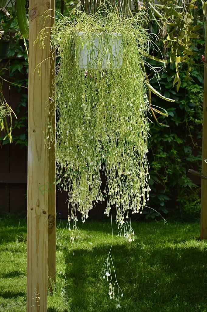 Rhipsalis campos-portoana
