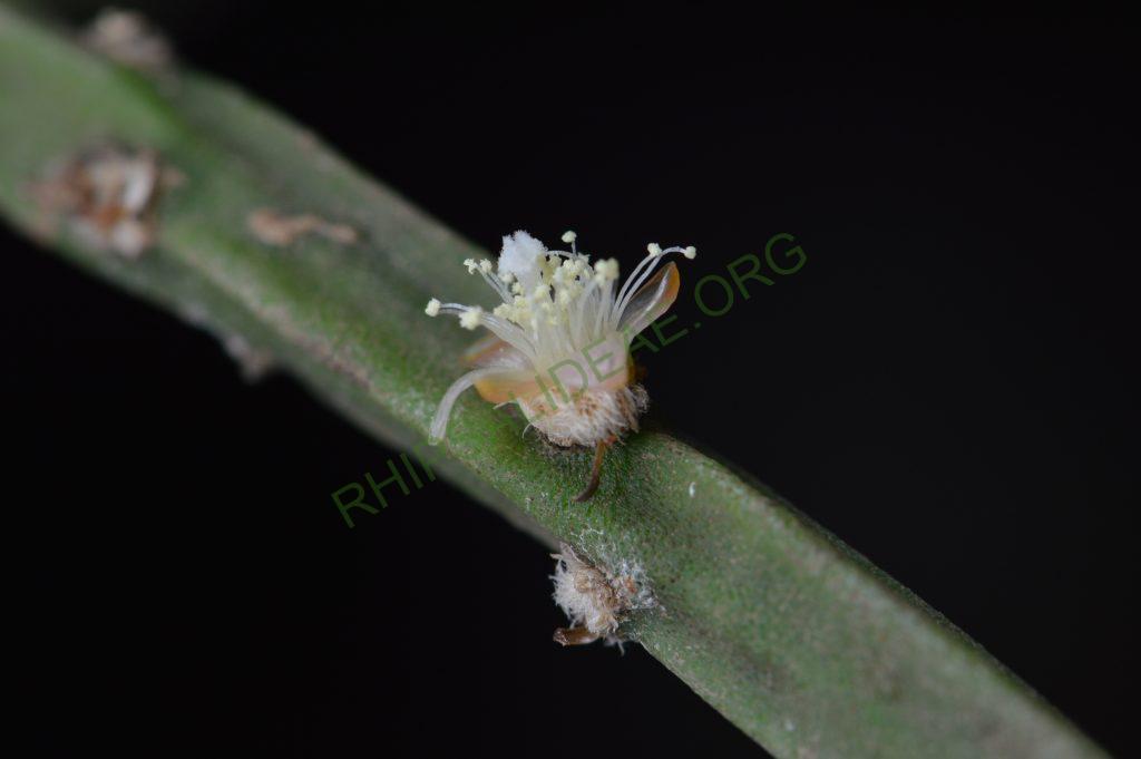 Rhipsalis pacheco-leonis subsp. catenulata