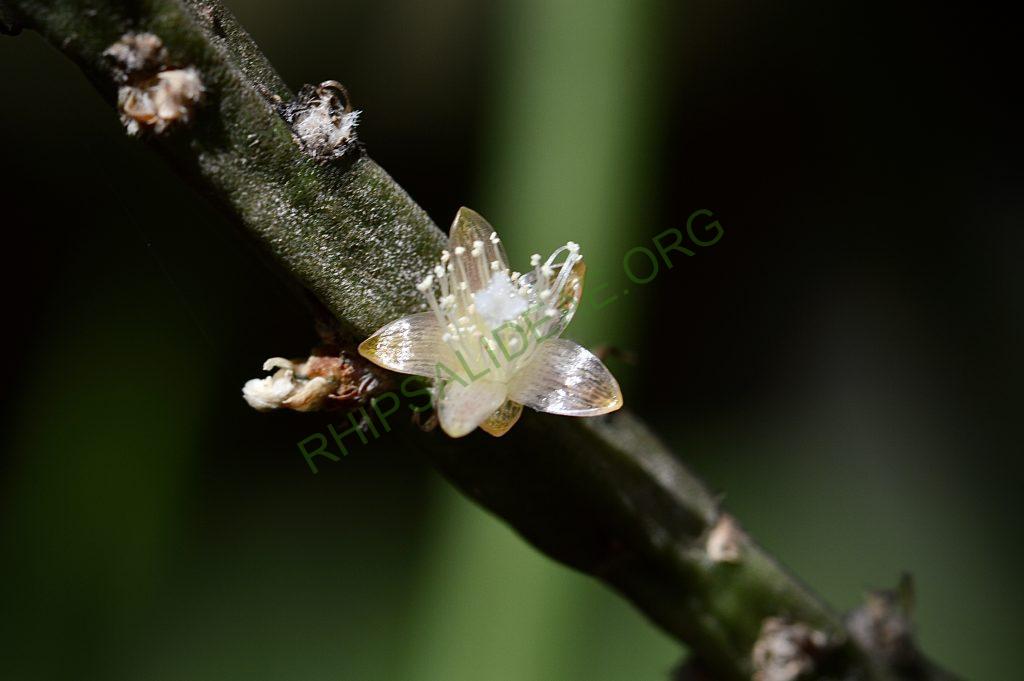 Rhipsalis pacheco-leonis subsp. catenulata