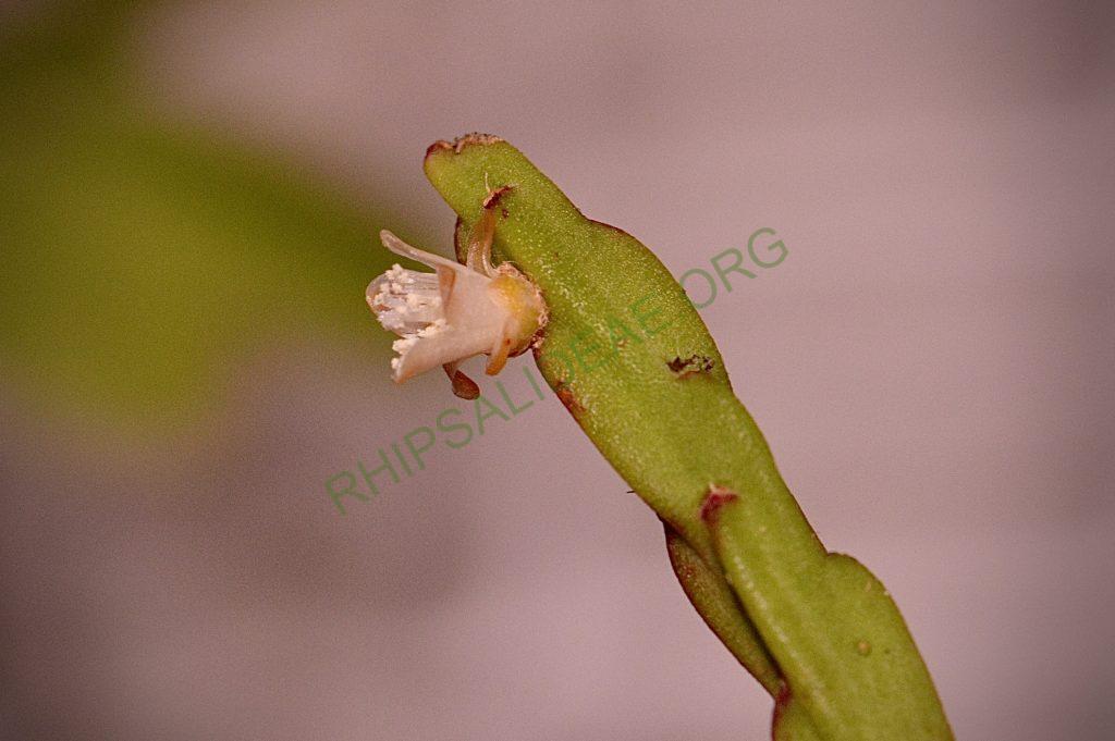 Rhipsalis pacheco-leonis subsp. catenulata