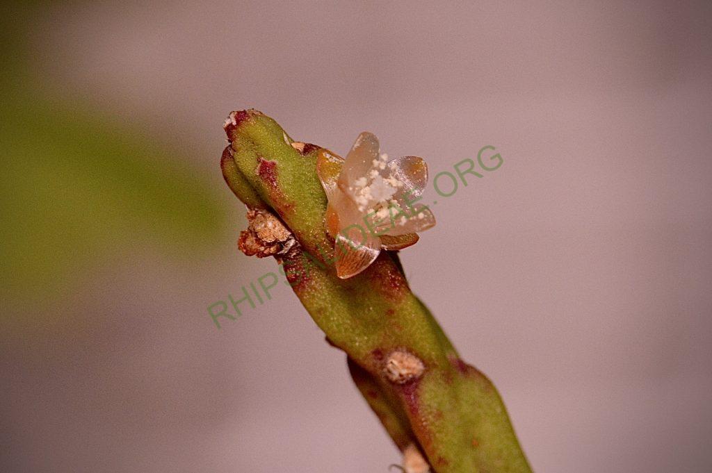 Rhipsalis pacheco-leonis subsp. catenulata