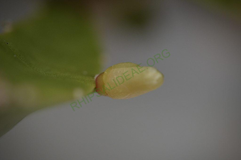 Rhipsalis cereoides