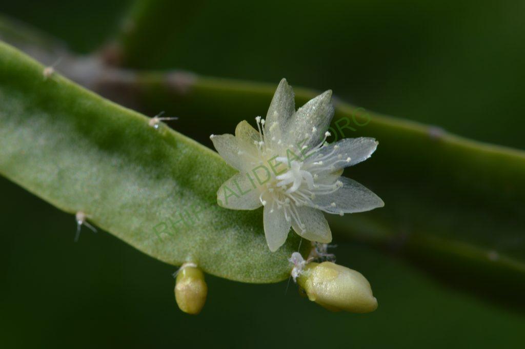 Rhipsalis cereoides
