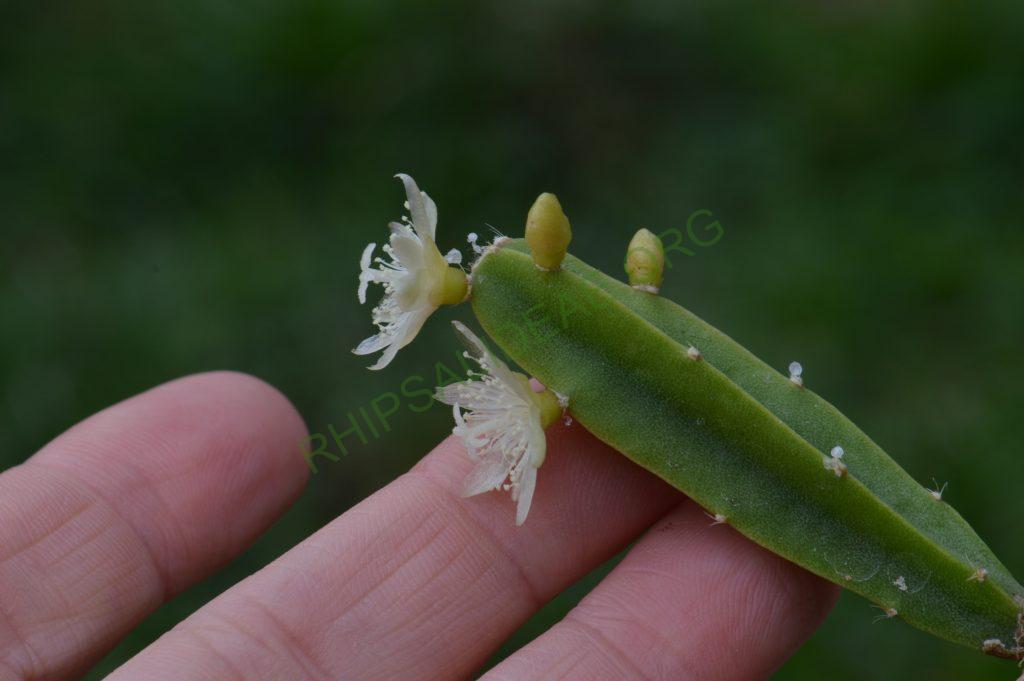 Rhipsalis cereoides