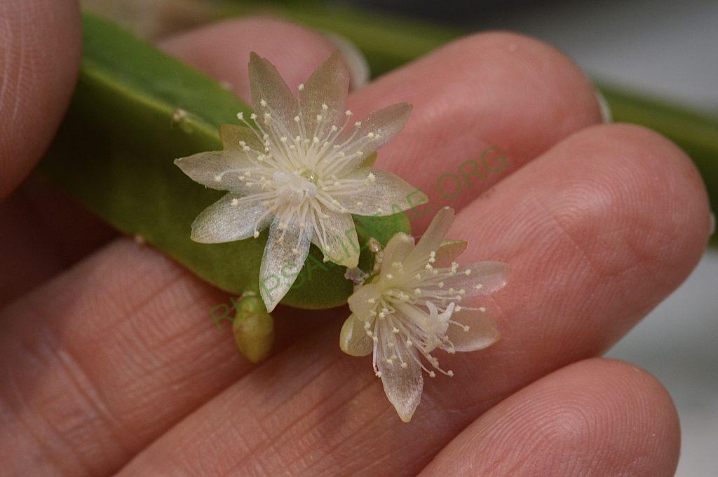 Rhipsalis cereoides