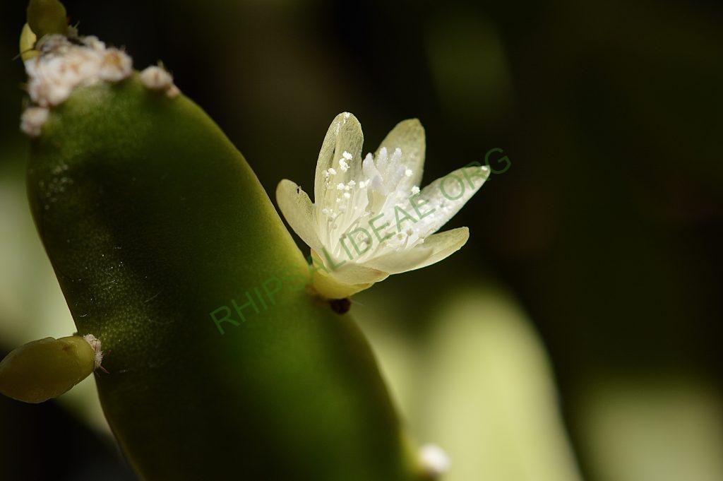 Rhipsalis cereoides