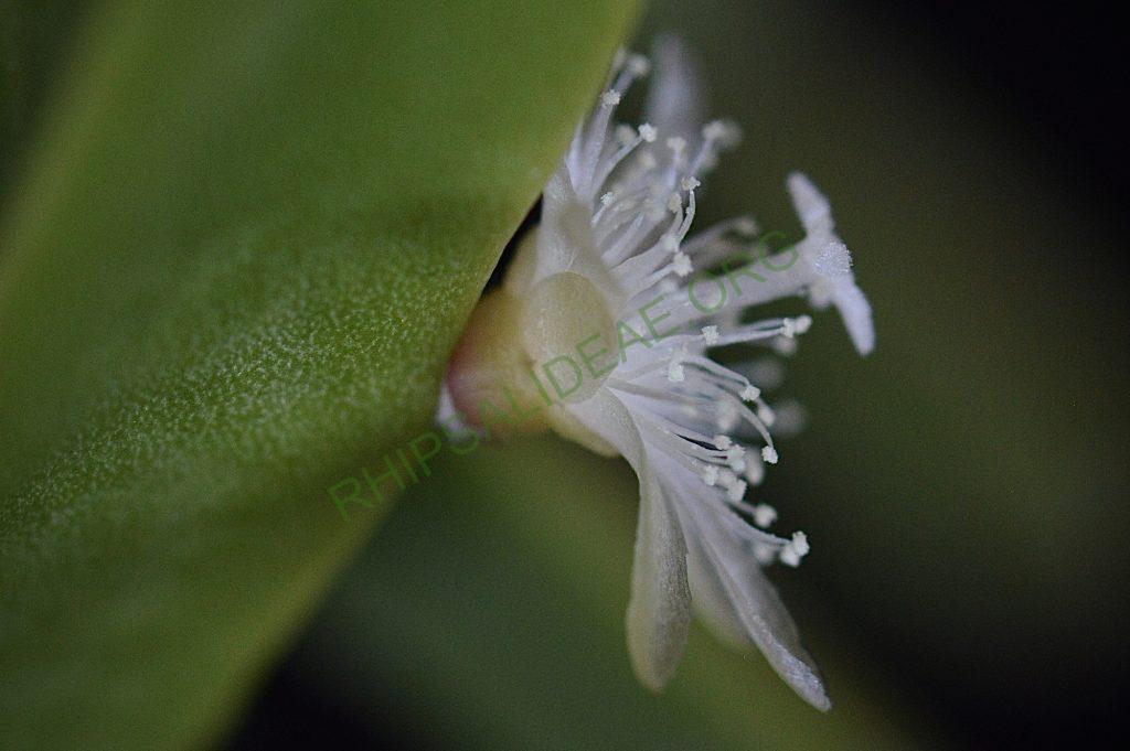 Rhipsalis cereoides