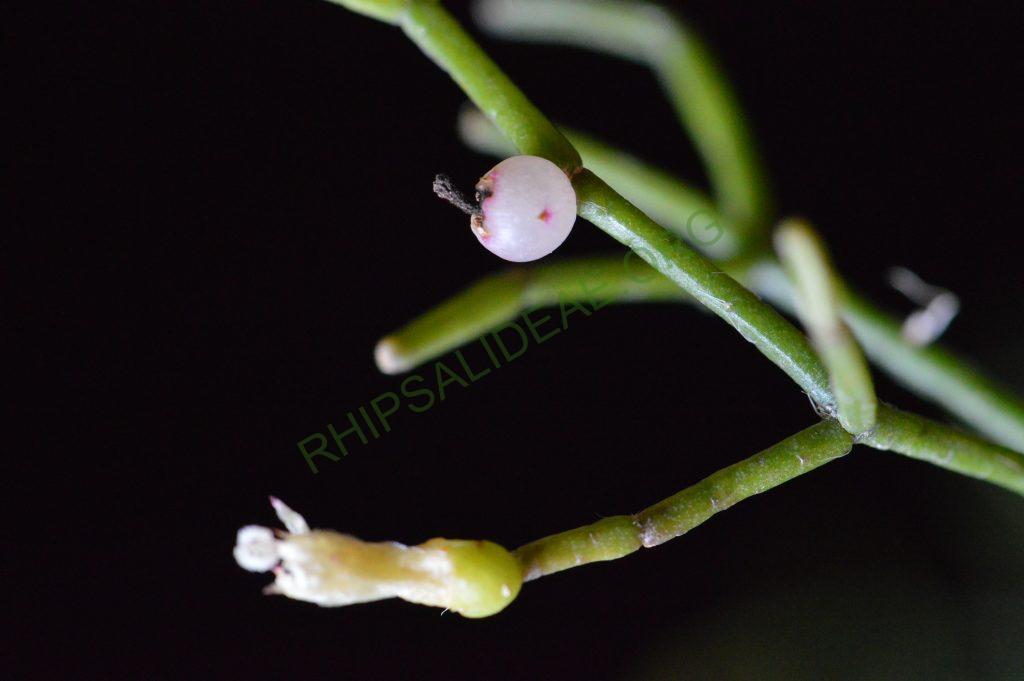 Rhipsalis cereuscula
