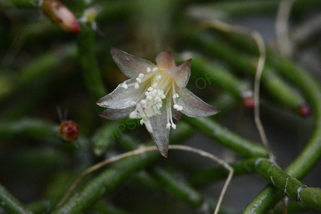 Rhipsalis cereuscula