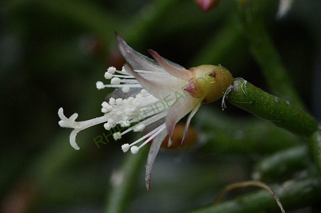 Rhipsalis cereuscula