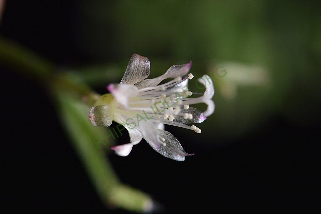 Rhipsalis cereuscula