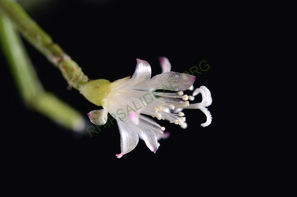 Rhipsalis cereuscula