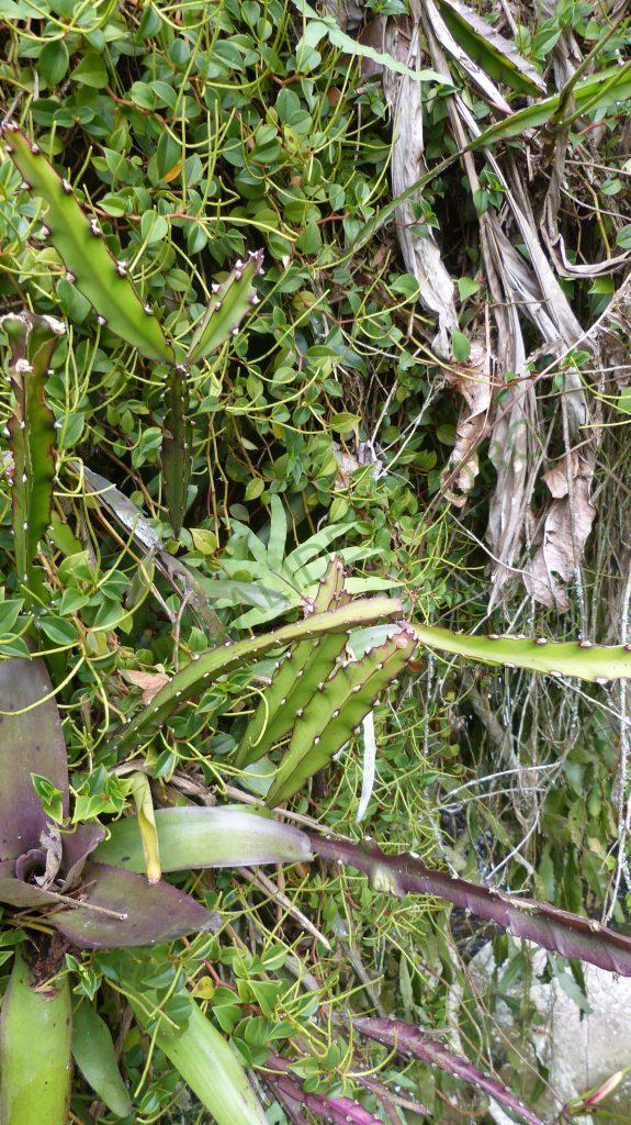 Lepismium cruciforme, Bosque Santa Helena