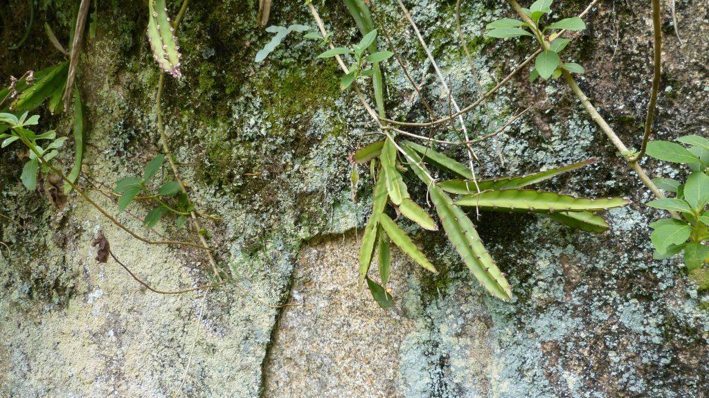 Lepismium cruciforme, Bosque Santa Helena