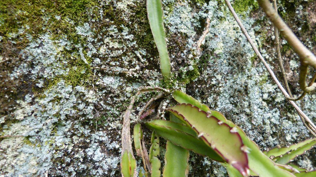 Lepismium cruciforme, Bosque Santa Helena