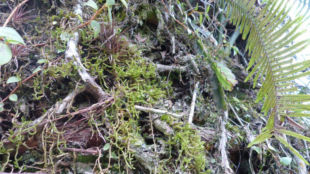 Lepismium cruciforme, Bosque Santa Helena