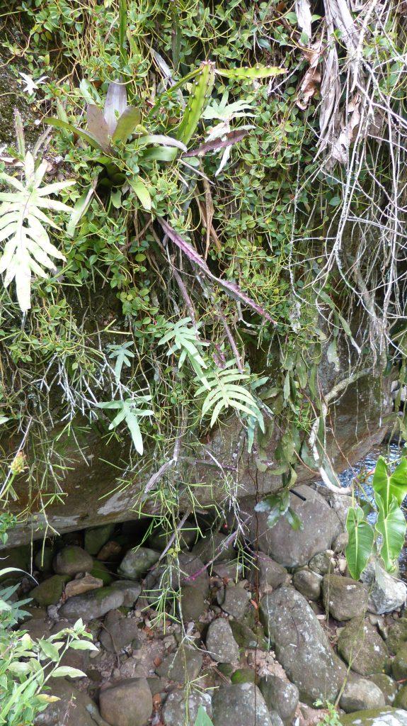 Lepismium cruciforme, Bosque Santa Helena